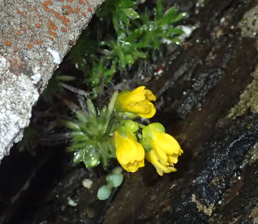 Draba aizoides / Draba aizoide